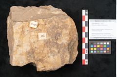 Foto (Objekt + Etikett) von Rhacopteris elegans Ettingshausen (NHMW-GEO-2024-0188-10821)